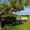 Gli alberi di ulivo del giardino con prato inglese - Villa Helios