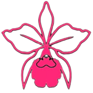 Cattleya Monteverde