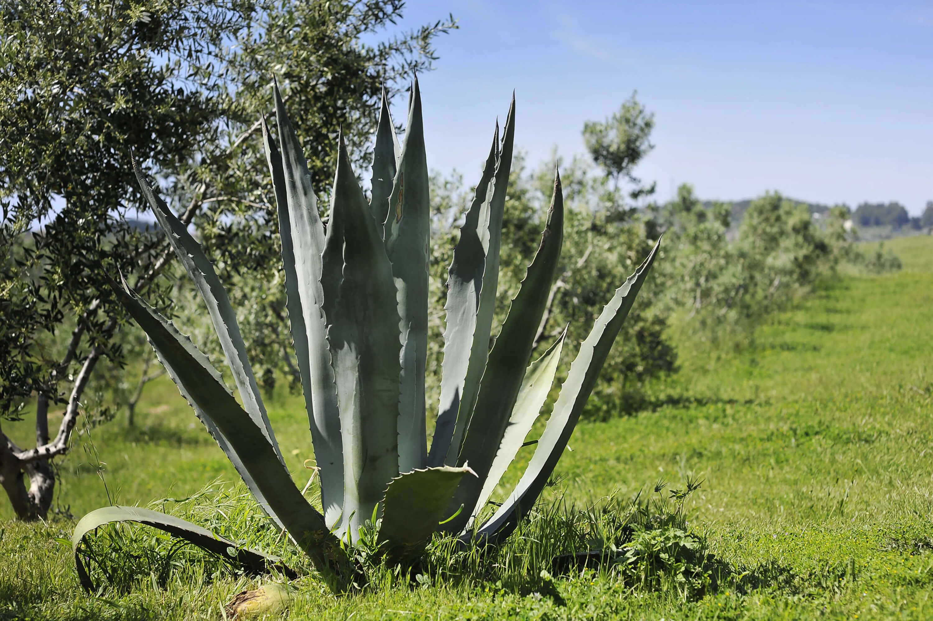 agave royal spine Agave macroacantha