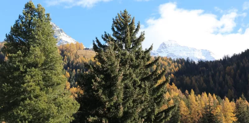 Monterosa Sweet Home - Rome Sweet Home